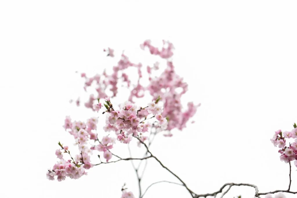 Fleurs délicates sur des draps blancs, évoquant la sécheresse intime à la ménopause